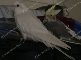 Cockatiels
