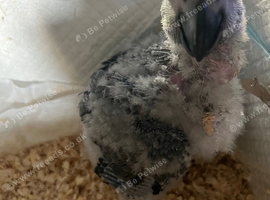 African grey baby