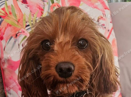 Licensed breeder, red tiny toy cavapoo litter