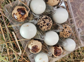 Coturnix quail hatching eggs celadon mixed colours