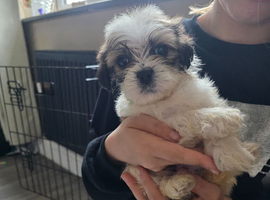 Cava-tzu puppies