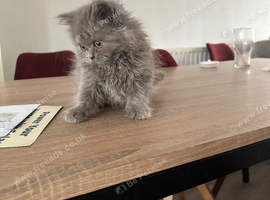 British shorthair and longhair kittens available