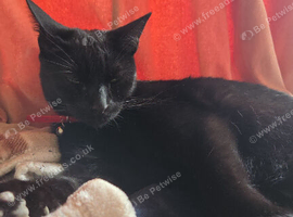 2 cats