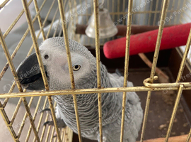 African Grey Parrot