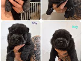 Chow chow puppies