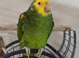 Amazon parrot
