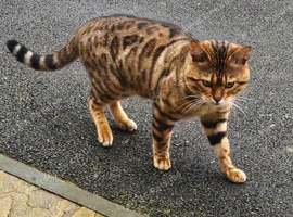 2 bengals 1 Male Bengal tica registered 1 female snow Bengal