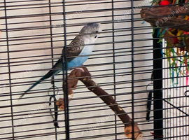 Lonely female budgie looking for a new home