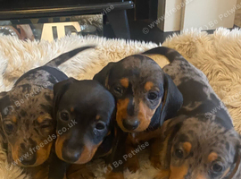 KC Reg Miniature Dachshund Puppies