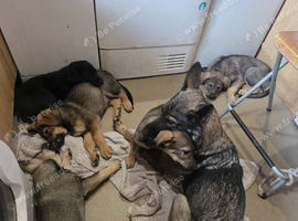 Gsd x kelpie
