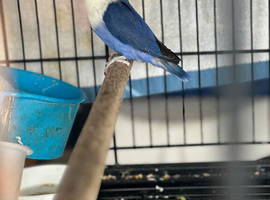Female lovebirds