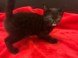 2 Left!! 1/2 Siamese kittens