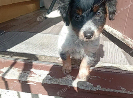 Zuko - Male - 13 week Jack Russell puppy  &pound;400