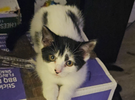 Kittens for sale