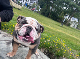 English Bulldog