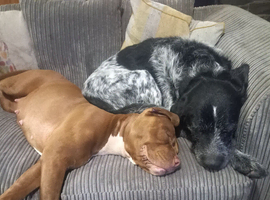 Pups ready for new home 9th july