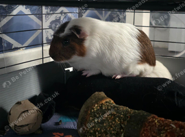 male guniea pig rehome