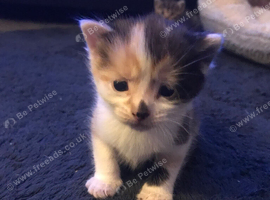 5 week old kittens.