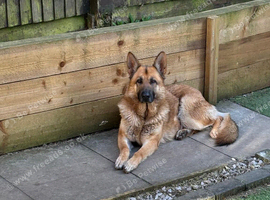 3 year old Male gsd