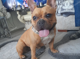Frenchie x pocket bully
