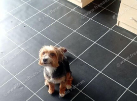 Charlie yorkshire terrier