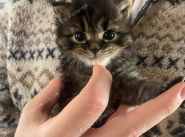 Looking for their forever homes