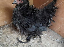 Black frizzle bantam hen