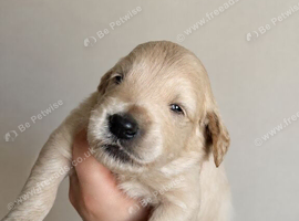 Goldendoodles available