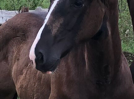 Stunning Black colt