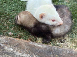 Ferrets