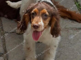 Sad sale of our show spaniel
