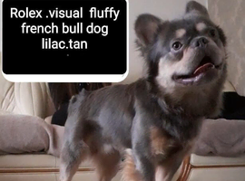 French bulldog