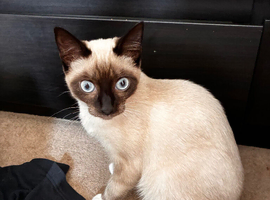 Beautiful kitten