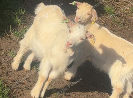 Two female goat kids