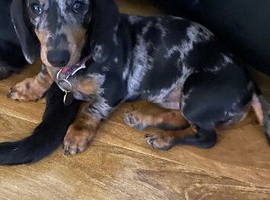 female miniature Dachshund 4 months old