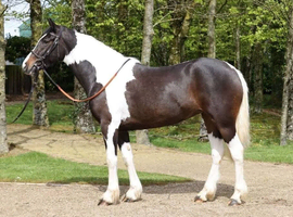Lovely 3yr sports horse filly