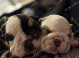 Beautiful kc English bulldogs