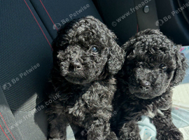 Stunning Maltipoo puppies
