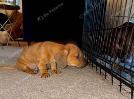Beautiful red/light red dachshund boys