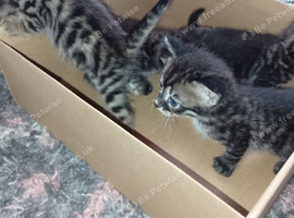 READY NOW bengal x mainecoon