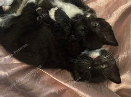 The cutest tux kittens for sale