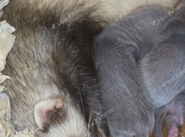 Ferret Kits Available SOON