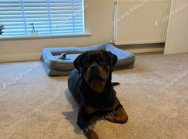 Female Rottweiler
