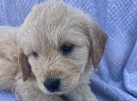 F1 mini golden doodles
