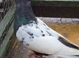 Iranian pigeon