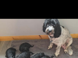 Stunning f1b cockapoo puppies :)