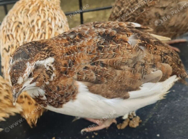 Jumbo Coturnix Quails and fertile eggs for hatching