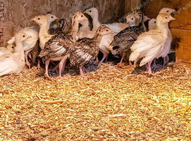 **ONLY 3 REMAINING**UNSEXED Narragansett Turkey Poults