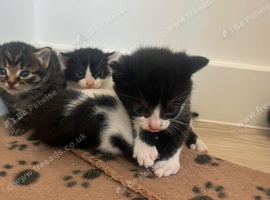 6 Adorable Mixed-Breed Kittens Looking for Loving Homes