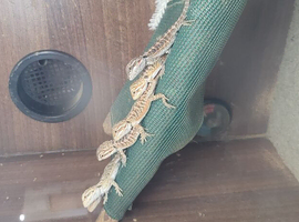 Baby bearded dragon